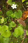 Kidneyleaf grass of Parnassus